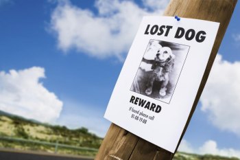 10 Things to Do if Your Pet is Lost 10 Things to Do if Your Pet is Lost